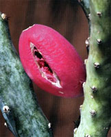 Вскрывающийся плод Cereus spegazzinii