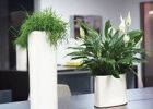 Растения в офисе – стильно и комфортно