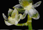 Самая маленькая орхидея обнаружена в Эквадоре