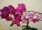 Орхидеи-бабочки цветут два раза в год