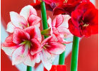 Амариллисы и тюльпаны – лучшие цветы для букета в День святого Валентина