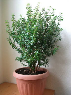 Мирт обыкновенный (Myrtus communis) Тарентина