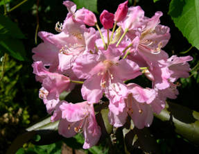 Рододендрон Дегрона (Rhododendron degronianum)