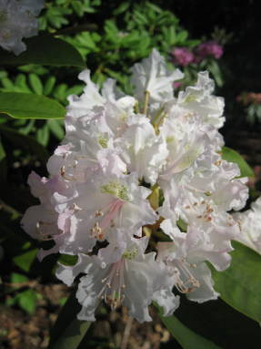 Рододендрон кавказский (Rhododendron сaucasicum)