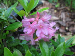 Рододендрон ржавый (Rhododendron ferrugineum)
