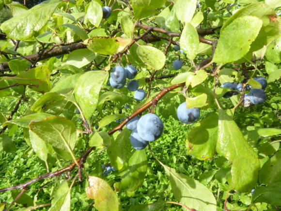 Терн, или слива колючая (Prunus spinosa) 