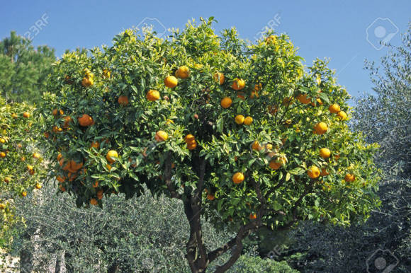 Апельсиновое дерево в Италии