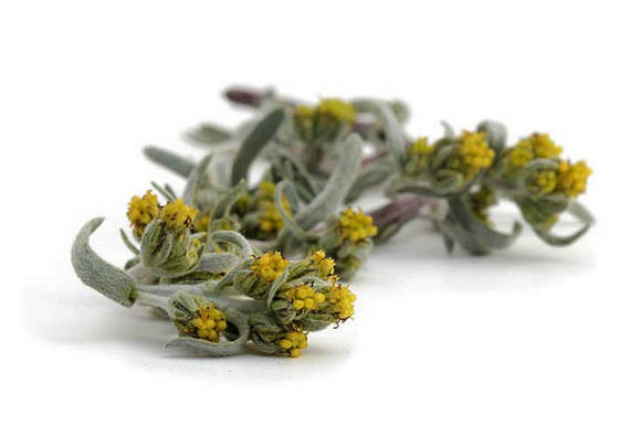 Полынь альпийская (Artemisia umbelliformis)