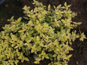 Душица обыкновенная (Origanum vulgare) Goldtaler