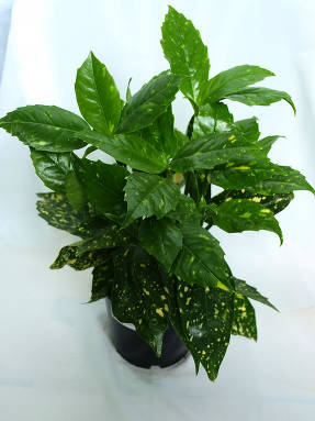 Аукуба японская (Variegata син Crotonifolia)