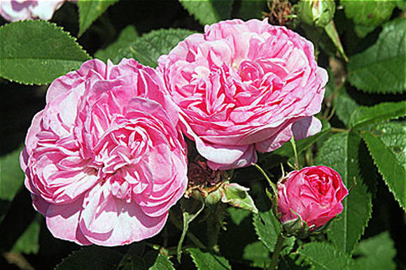 Роза дамасская (Rosa damascena)
