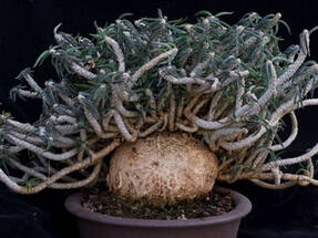 Молочай цилиндролистный (Euphorbia cylindrifolia) 