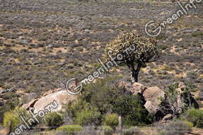 Колчанное дерево, или алоэ дихотомическое (Aloidendron dichotomum)