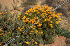 Chrysanthemoides monilifera (=Osteospermum moniliferum)