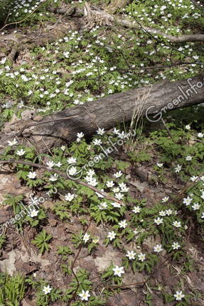 Ветреница дубравная (Anemone nemorosa) в лесу