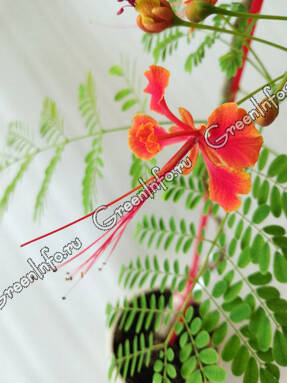 Цезальпиния красивейшая (Caesalpinia pulcherrima)