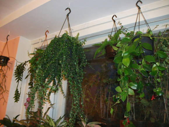Растения в подвесах у окна
