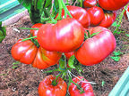 Как получить полные кисти плодов у томатов