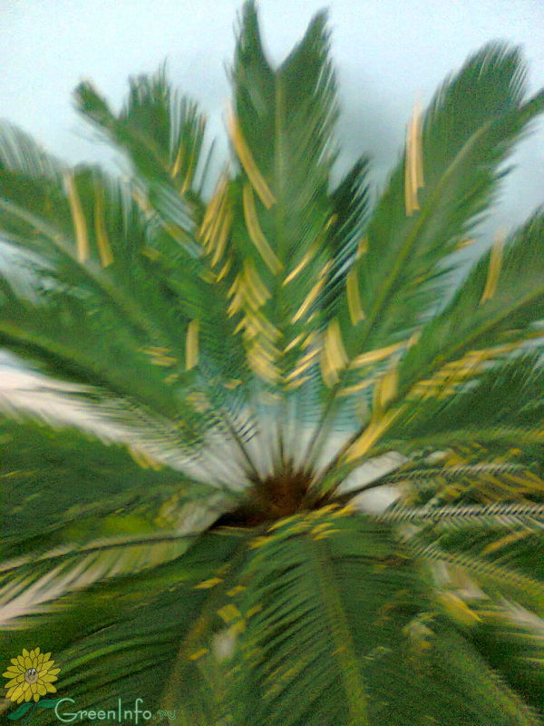 Какие пальмы растут в сочи названия и фото