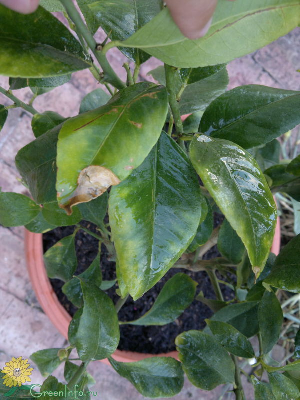 Почему у лимона сохнут листья по краям и как устранить проблему