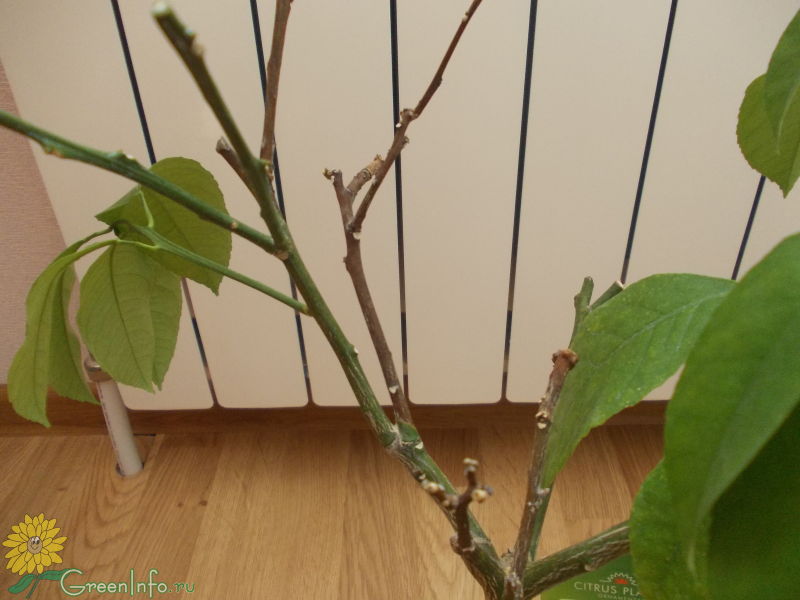 Опадают листья у дерева лимона: Как предотвратить сбрасывание листьев?