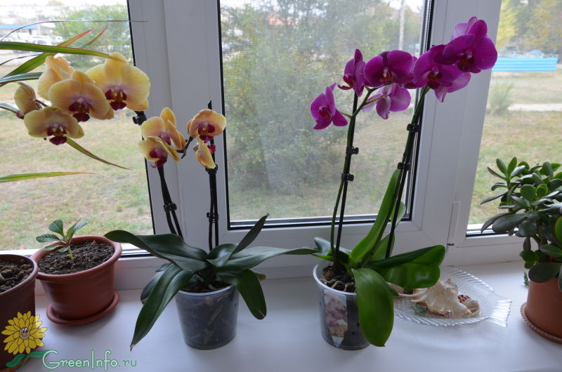 Что делать, если вянут листья у орхидеи фаленопсис, основные причины увядания