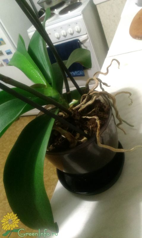 Реанимация орхидей без корней