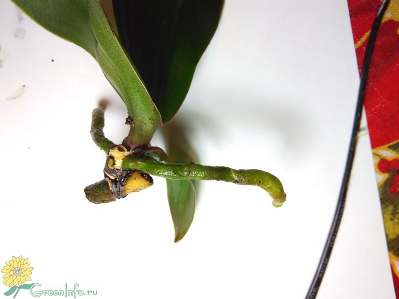 Почему вянут листья орхидеи фаленопсис, повреждение корневой системы