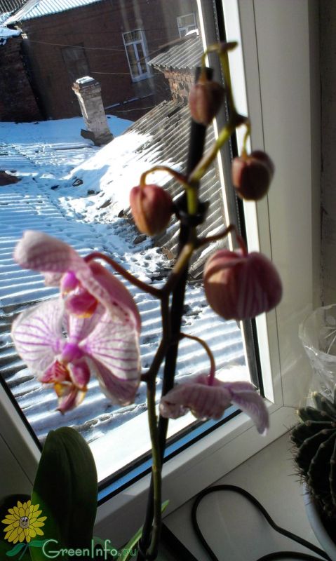 Замерзли 2 орхидеи, помогите