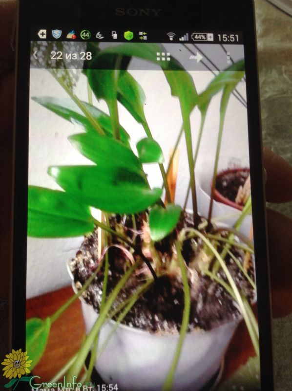 Распознать растение по фото с телефона
