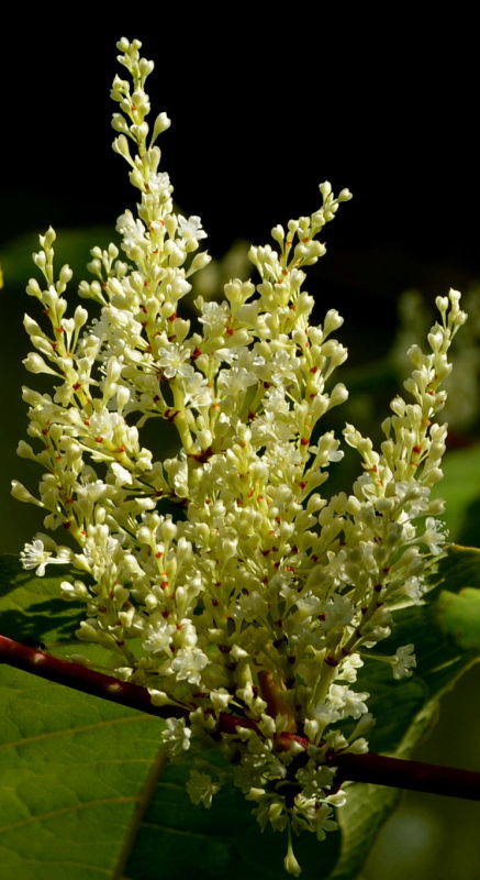 Цветущий Горец японский (Reynoutria japonica, Polygonum sachalinensis)