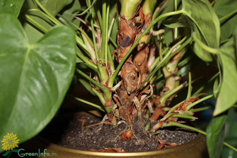 Что делать, если сохнут корни у комнатной орхидеи