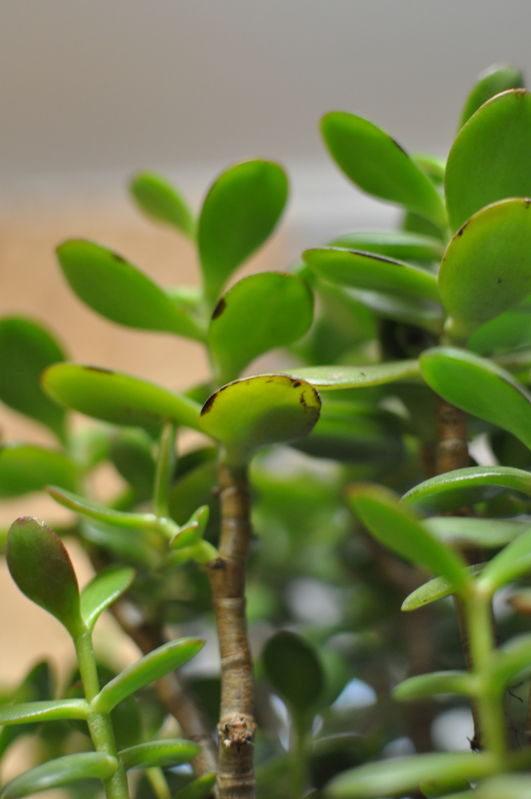 10 распространенных причин, по которым крассула сбрасывает листья. | Наши растения | Дзен