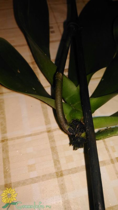 2 причины для пересадки орхидеи фаленопсис