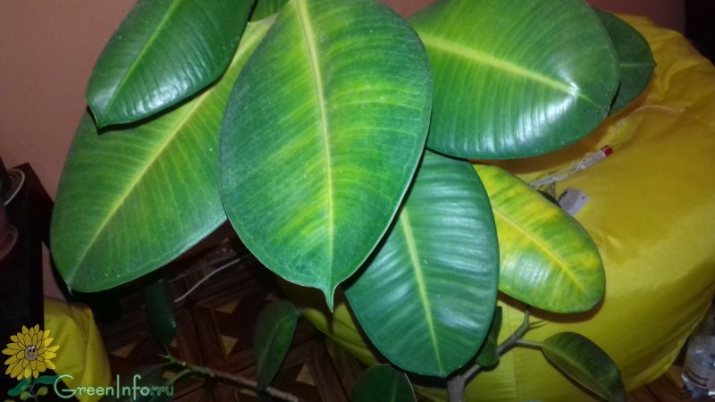 Неправильный уход, гиперувлажнение и вредители: почему листья у фикуса желтеют и опадают