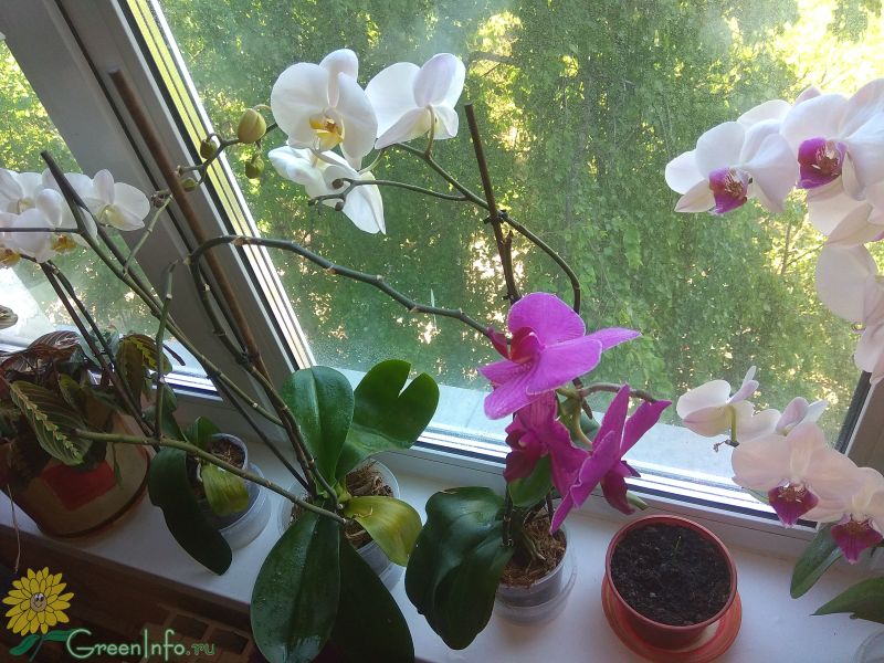 Детка орхидеи без корней: что делать и как нарастить вороковский.рф