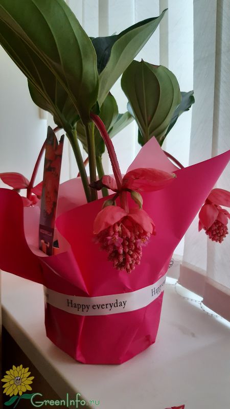 Мединилла - роскошный цветок для оформления квартиры, рассказываем нюансы выращивания
