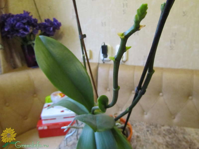 Часто задаваемые вопросы: Орхидеи