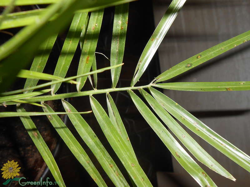 Болезни финиковой пальмы и лечение с фото