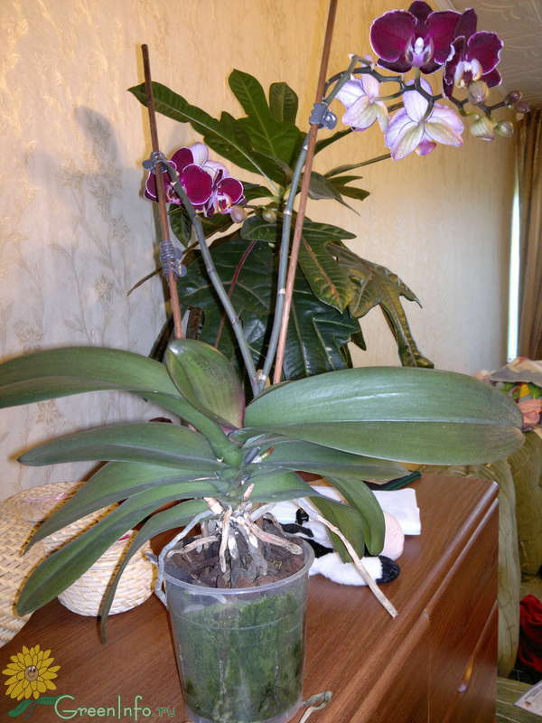 Мох сфагнум для орхидей фото