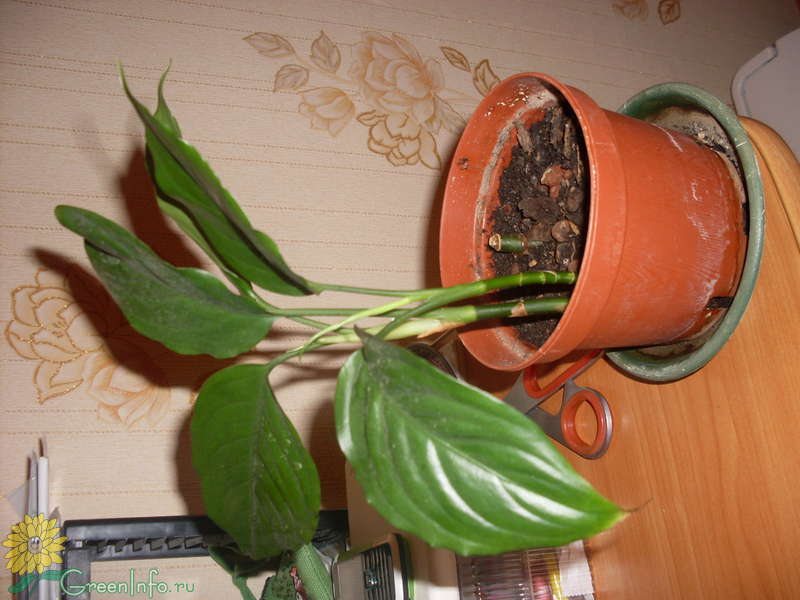 Как узнать комнатное растение по фото онлайн бесплатно