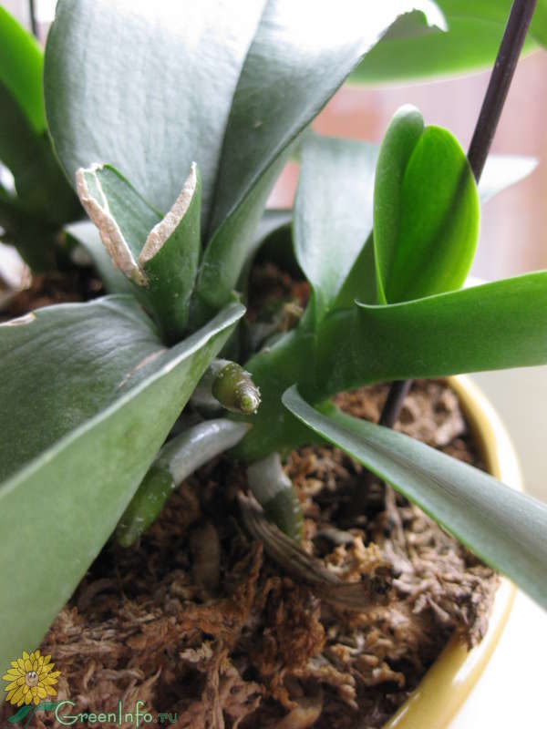 Как вырастить детку орхидеи на сломанном цветоносе