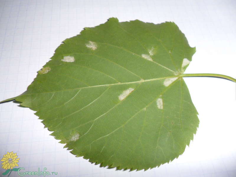 Болезни липы на листьях и их лечение фото и описание
