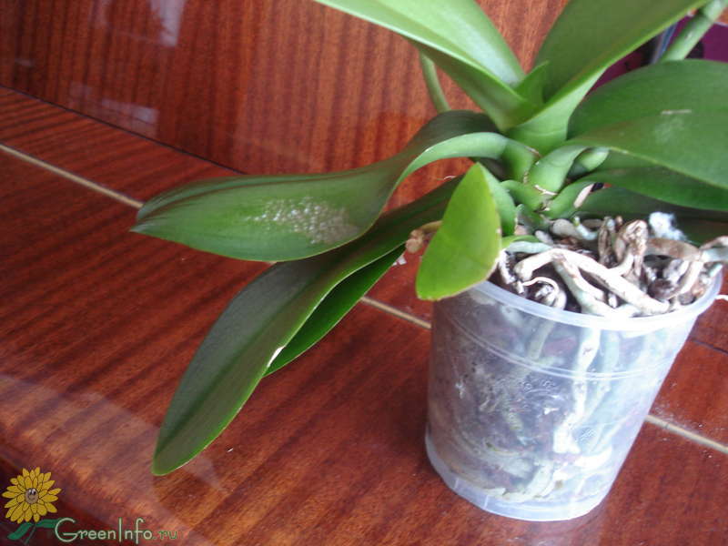 Подуры в орхидее как выглядят фото
