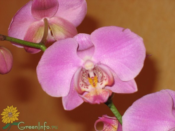 Зеленоватый налет на горшке - Эти удивительные орхидеи - Страна Мам