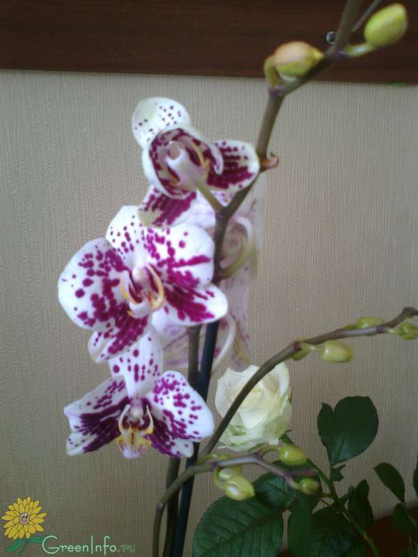 орхидея погибает