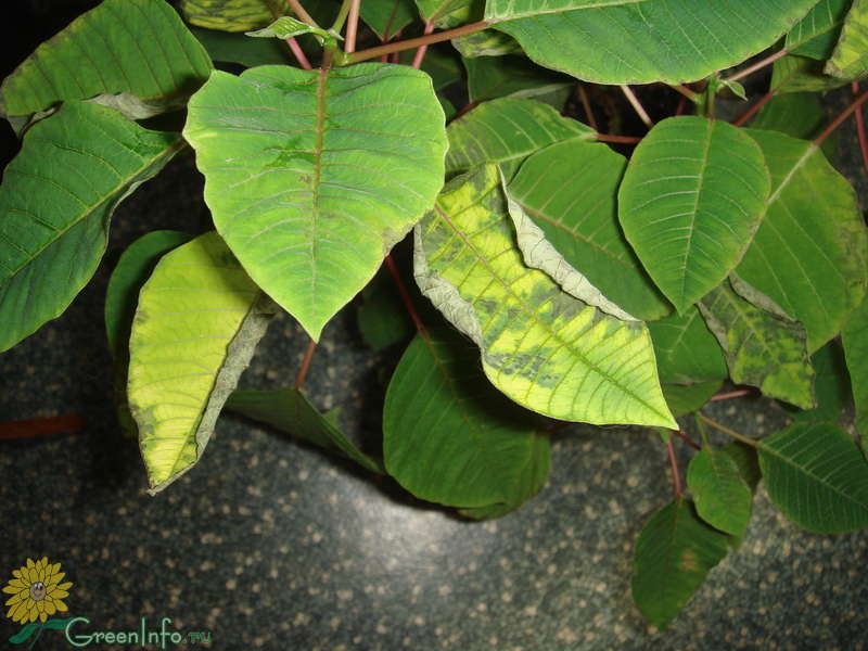 Что делать, когда желтеют и опадают листья у пуансетии?