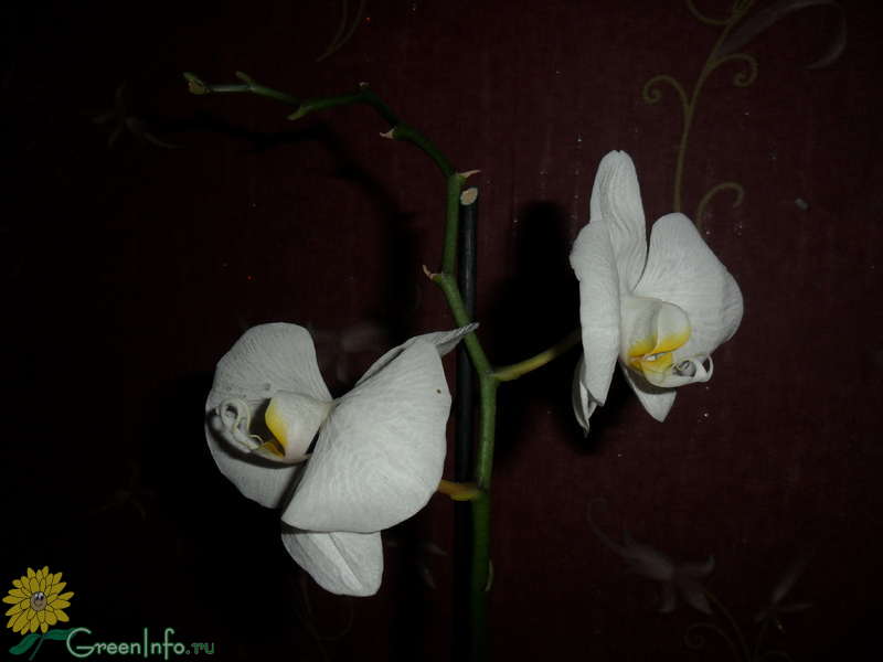 За окном снег, на окне - орхидеи