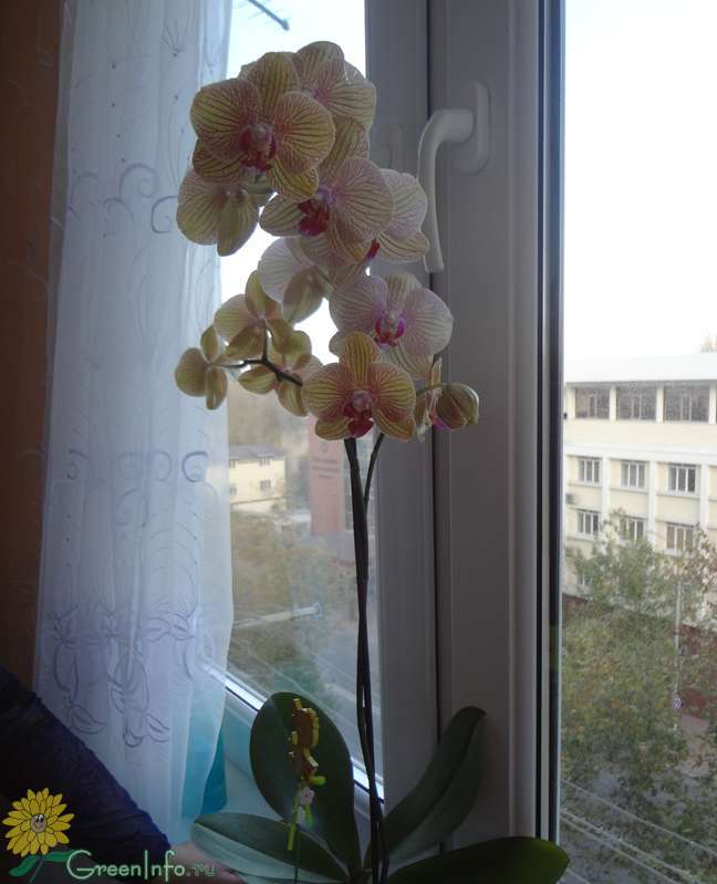 Детка на орхидее,отсаживать или нет?