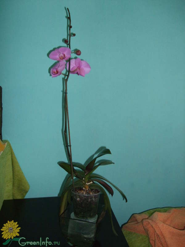Как отделить детку у орхидеи фото
